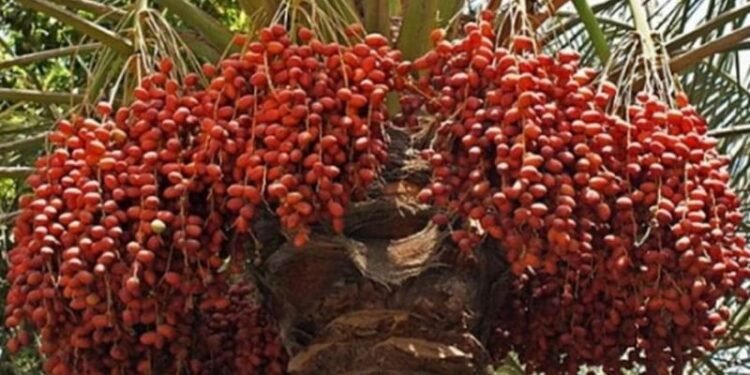 ছবিঃ সংগৃহীত